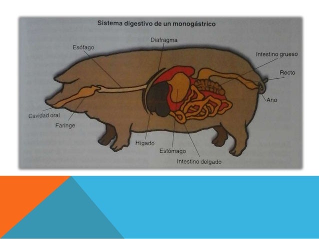 sistema digestivo del cerdo